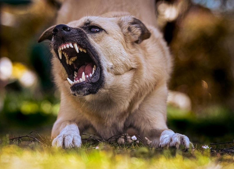 Photo by Alexas Fotos Close-up of a snarling dog showing its teeth in an outdoor environment.