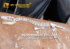 Revealing the Process: Preparing Allosaurus Skeleton Fossils for Public Display